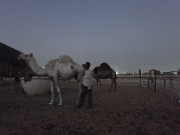 Camel farm outside Riyadh at dusk in 2009 with no tourist signage, the reality of expat life in Saudi Arabia